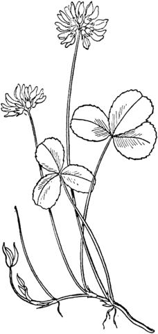 White Clover Coloring Page